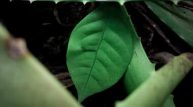 Ibogaine offers major promise in treating addiction, mental health